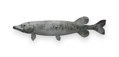 Frozen Northern Pike