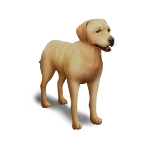 Labrador